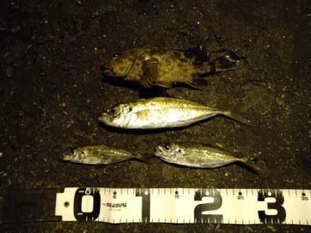 釣れないアジング